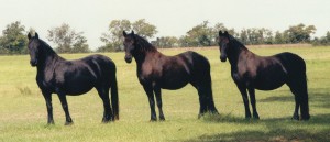 3mares