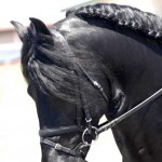 DelMarHead4