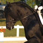 EELTSJE CHAMPIONSHIPS