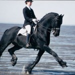 JOR.Water-Trot-RGB