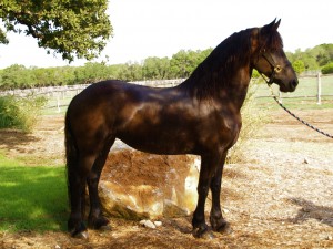 "G" at 8 years old - Beautiful!