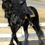 Trot81