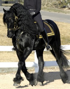 Trot81