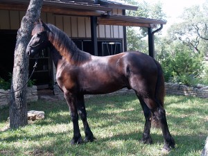 Tzaro1
