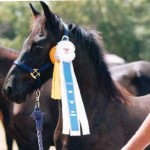 Wyn de Pluum - 1999 FPZV Champion Colt