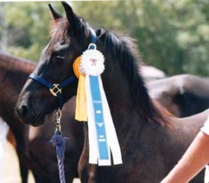 Wyn de Pluum - 1999 FPZV Champion Colt