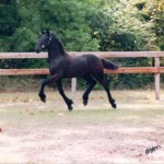 Wyn - 1999 Champ Colt Trot