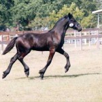 Wyn - Champ ColtTrot2