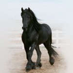 Wyn de Pluum - 4 years old