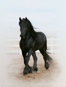 Wyn de Pluum - 4 years old