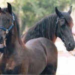 Wyn de Pluum & Rixt - 1999 Champ Colt