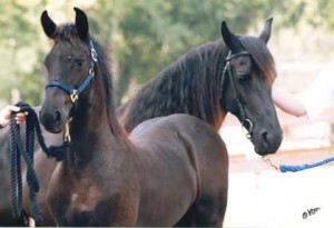 Wyn de Pluum & Rixt - 1999 Champ Colt