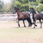 Wyn de Pluum & Rixt