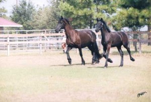 Wyn de Pluum & Rixt