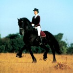 jor_trot