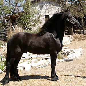 tzaro3