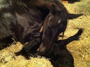 ROZALINDA & LARALEI - 1 hr old