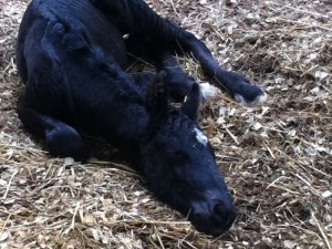 Jaden de Pluum WEF - 1 Day Old