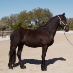AIDAN BODY - 2 YRS