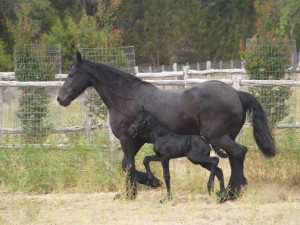 Laralei de Pluum WEF 3 days old 1