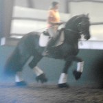 Nicole & Eeltsje - learning the Piaffe & Passage 6