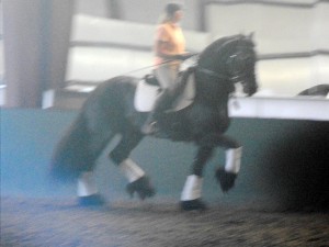 Nicole & Eeltsje - learning the Piaffe & Passage 6