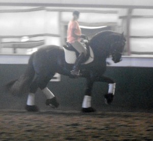 Nicole & Eeltsje - learning the Piaffe & Passage 4