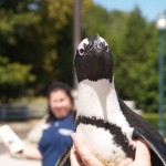 Got to pet a Penguin! Soft actually!
