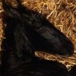 LARALEI de Pluum 6-8-11 30min old Laralei - 30 minutes old
